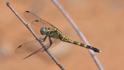 Orthetrum julia (Julia Skimmer) female 2.JPG